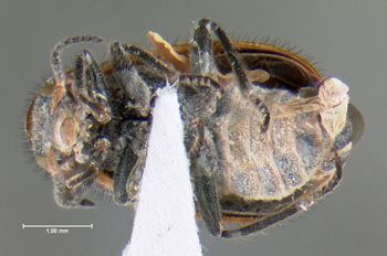 Media type: image;   Entomology 612674 Aspect: habitus ventral view